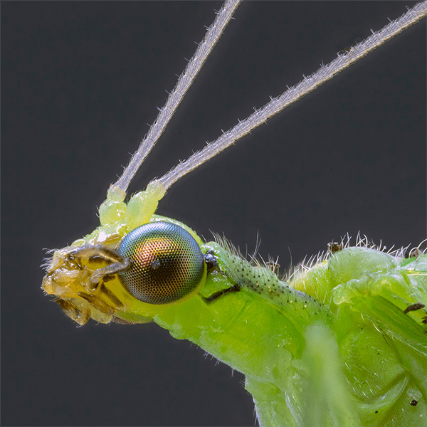 CHRYSOPERLA CARNEA