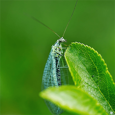 CHRYSOPERLA CARNEA