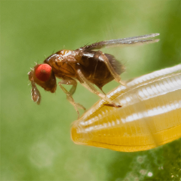 TRICHOGRAMMA