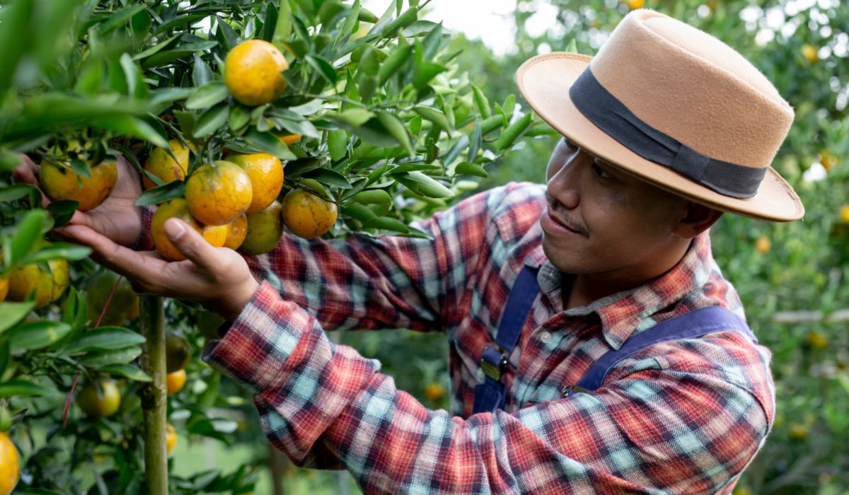 Importancia de los fertilizantes en cultivos