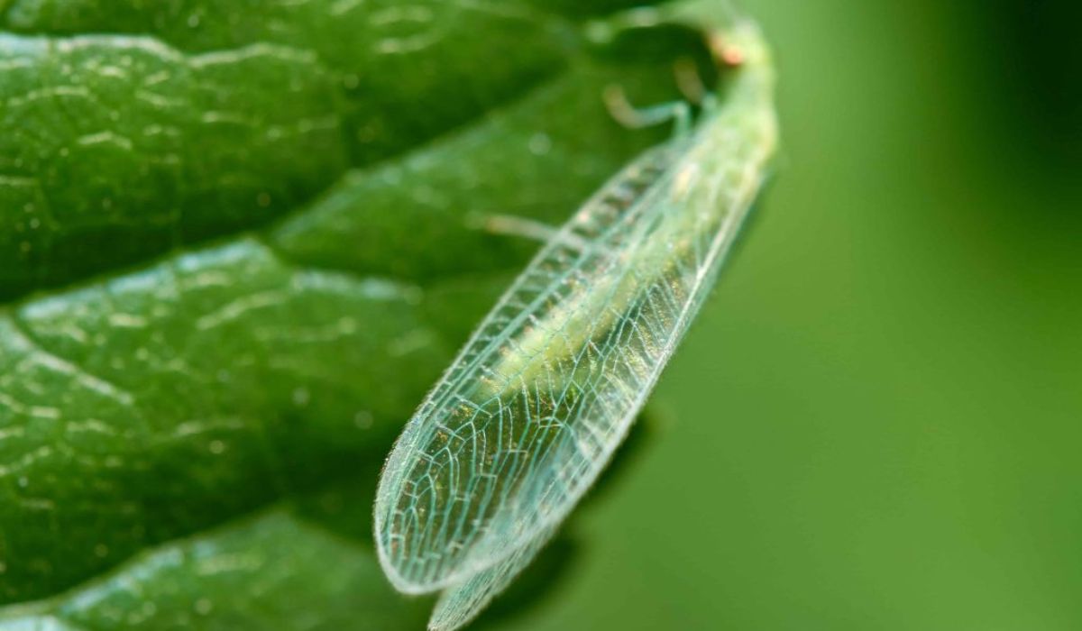 Crianza de insectos benéficos