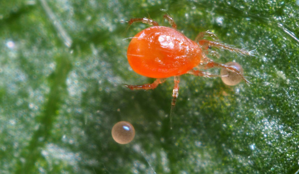 Tipos de insectos benéficos