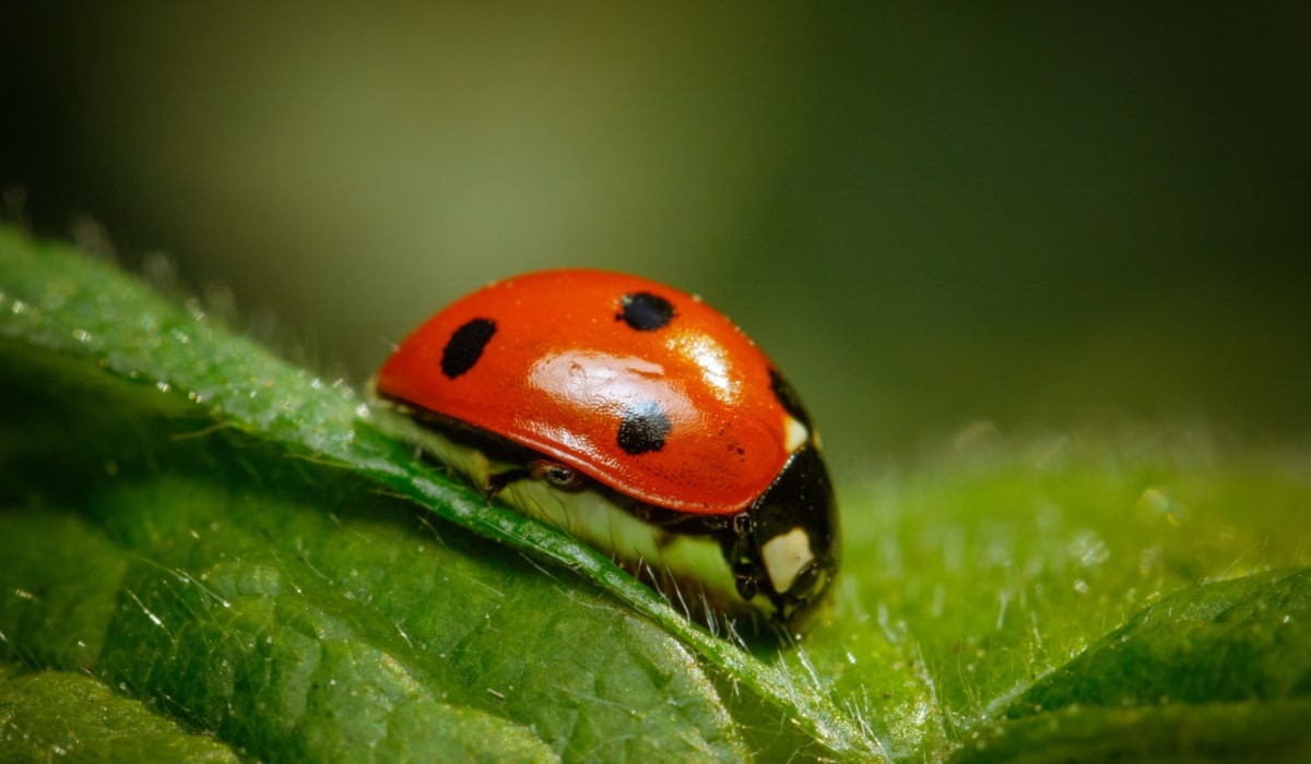 insectos benéficos para los cultivos