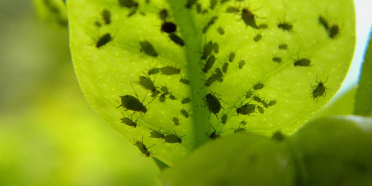 plaga del pulgón