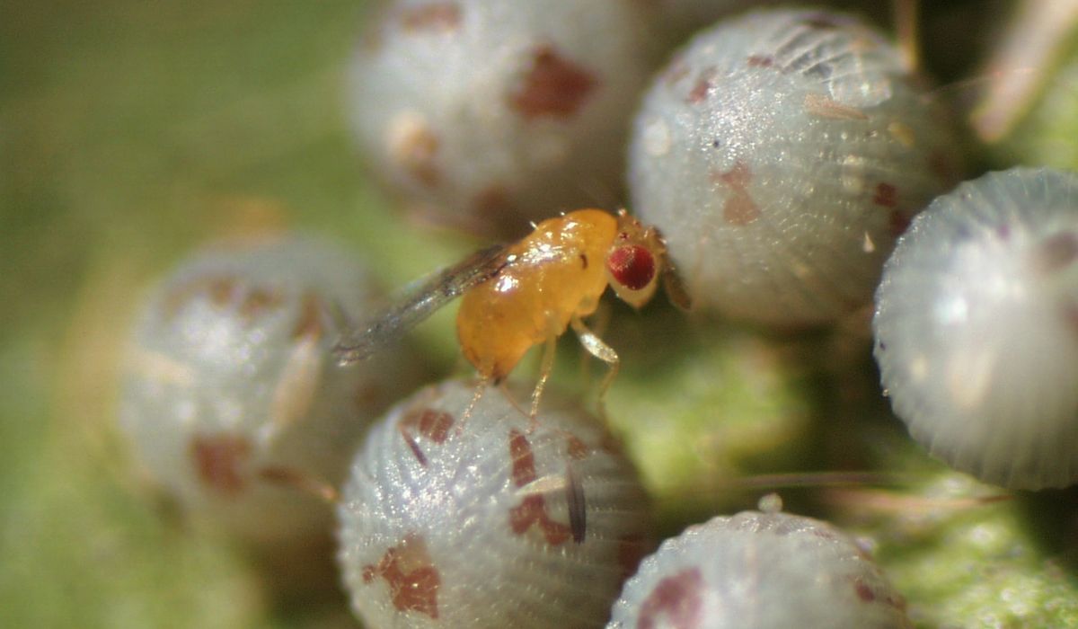 Trichogramma atopovirilia