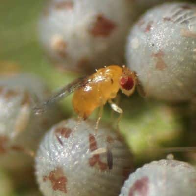 Trichogramma atopovirilia